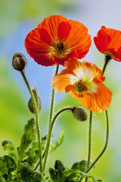 Eiland-Mohn (Papaver nudicaule) — Stockfoto