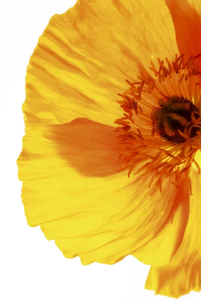 Gele poppy, Papaver nudicaule — Stockfoto