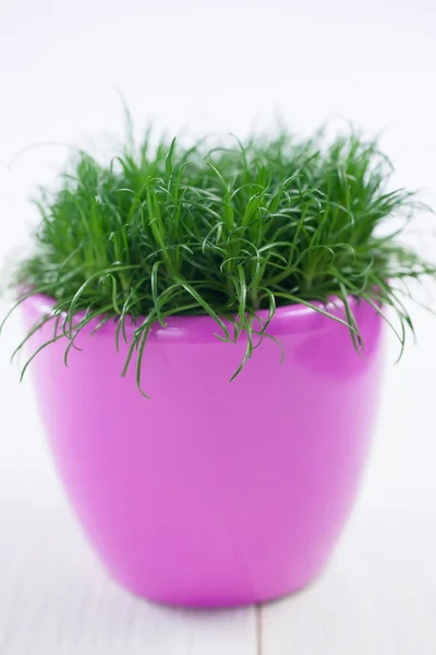 Grass in a pink flowerpot on a table — Stock Photo, Image