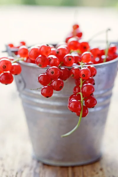 Fresh redcurrants in a metal bucket — Stock Photo, Image