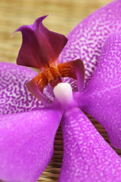 Flor de orquídea Phalaenopsis — Fotografia de Stock