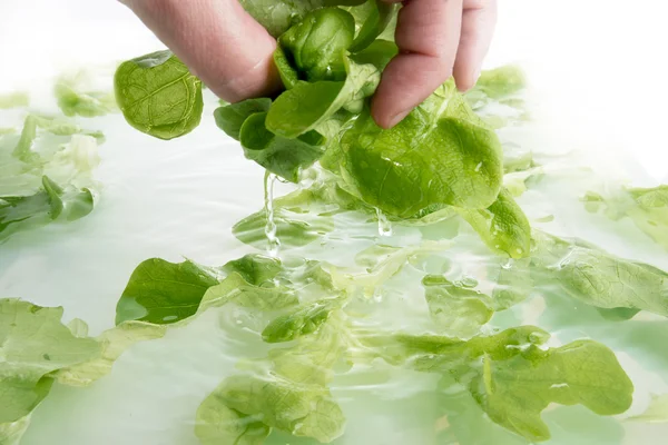 Зеленые листья салата — стоковое фото