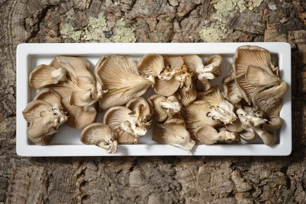 Funghi freschi crudi di ostrica — Foto Stock