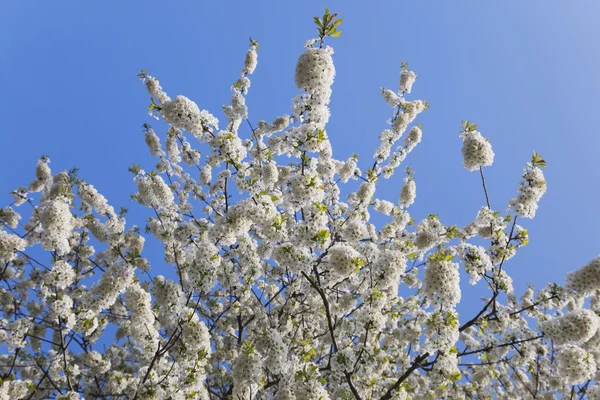 Білий вишнею цвітіння — стокове фото