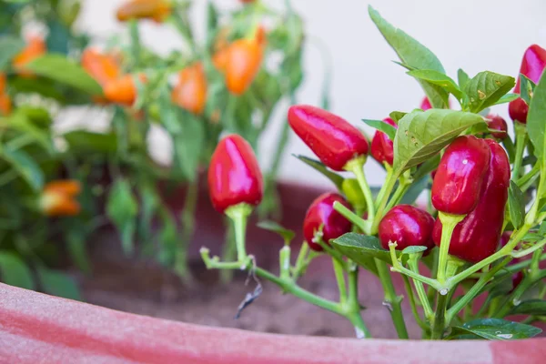 Kis piros paprika flower pot — Stock Fotó