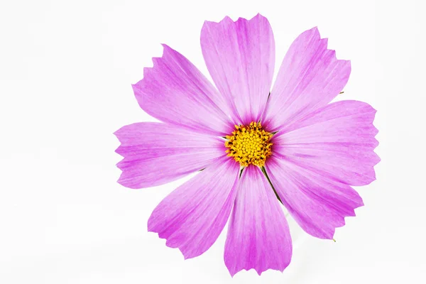 Pink cosmea flower — Stock Photo, Image
