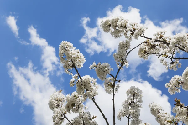 Fleurs de cerisier blanc — Photo