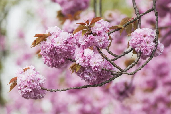 Pembe kiraz çiçekleri — Stok fotoğraf