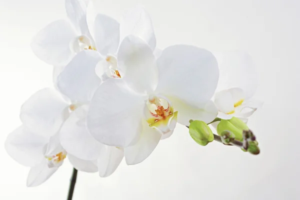 Phalaenopsis fleurs d'orchidée — Photo