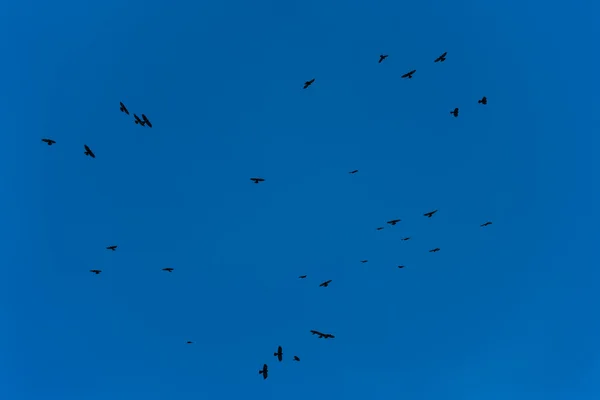 Flock of jackdaws flying — Stock Photo, Image