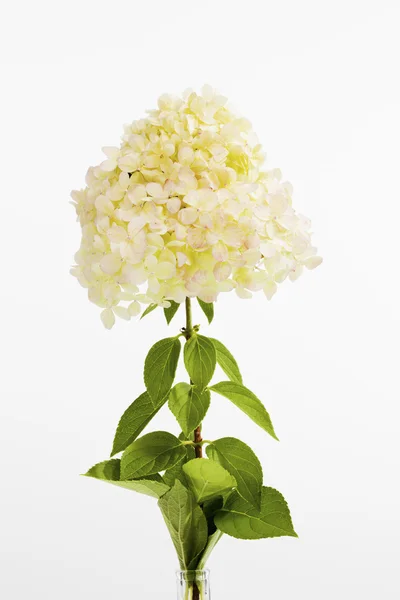 Vit hortensia i vas — Stockfoto