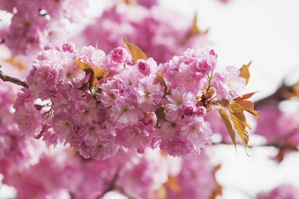 Pembe kiraz çiçekleri — Stok fotoğraf