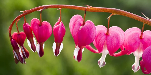 Fiori di lira su ramoscello su sfondo verde — Foto Stock