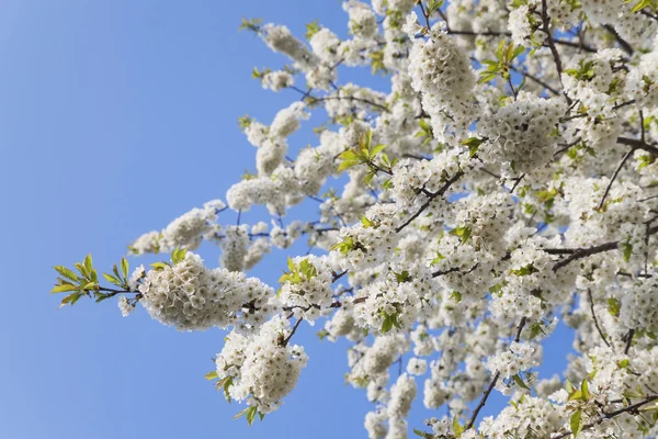 Білий вишнею цвітіння — стокове фото