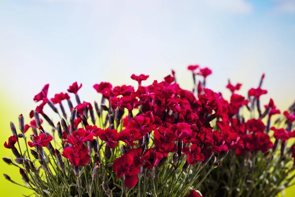 Röda nejlikor blommor — Stockfoto