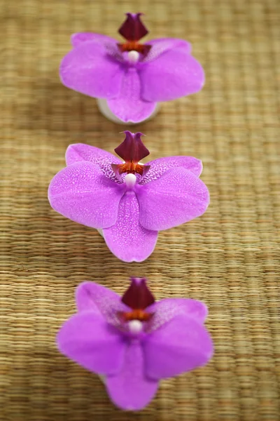 Flores de orquídeas de Phalaenopsis — Fotografia de Stock