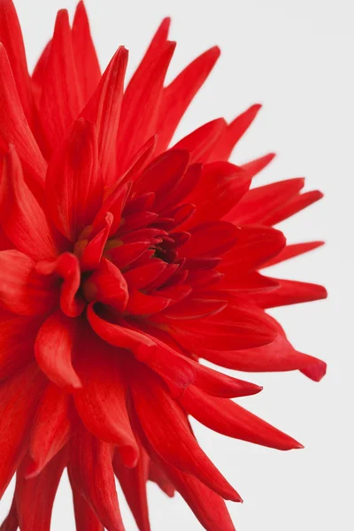 Kırmızı yıldız çiçeği, Cactusdahlia — Stok fotoğraf