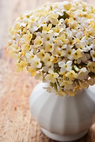 Flor amarela de kalanchoe — Fotografia de Stock