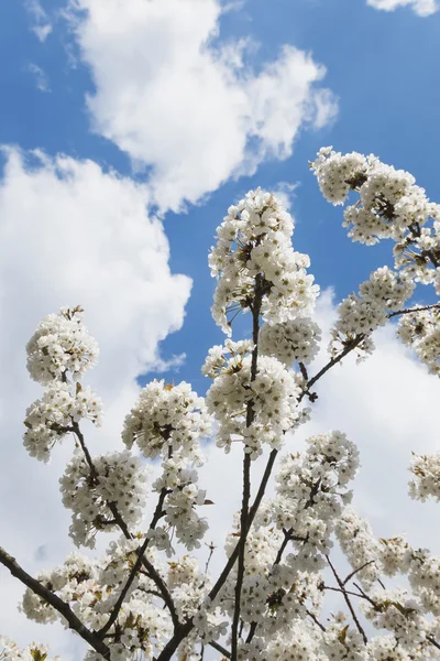 Bílé květy třešní — Stock fotografie
