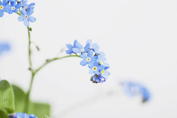 Nefelejcs, kék virágok — Stock Fotó