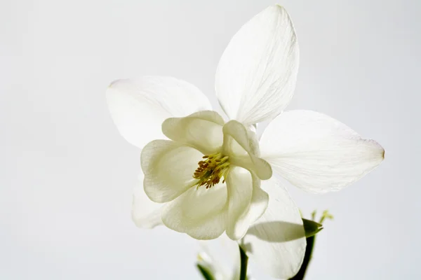 Colombine blanche, fleur — Photo