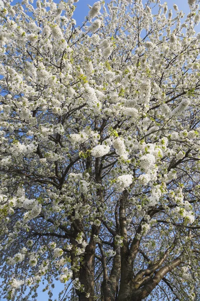 Witte kersenbloesems — Stockfoto