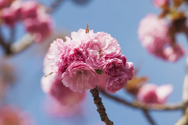 Pembe kiraz çiçekleri — Stok fotoğraf