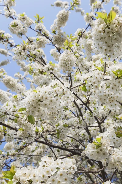흰 벚꽃 — 스톡 사진