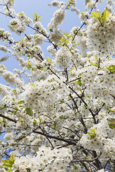 Witte kersenbloesems — Stockfoto