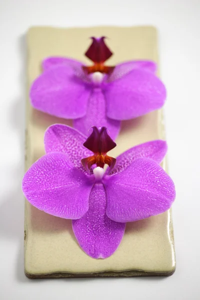 Flores de orquídeas de Phalaenopsis — Fotografia de Stock