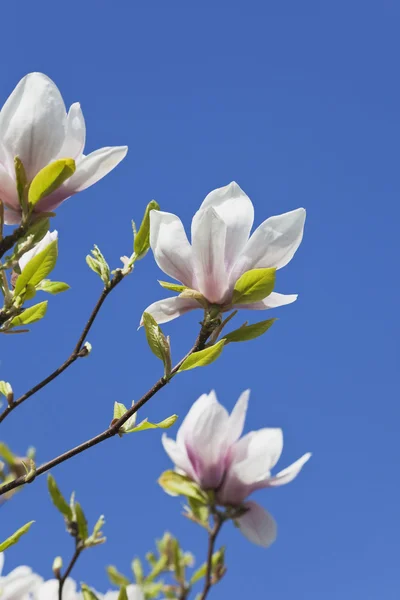 Roze magnolia blossoms — Stockfoto
