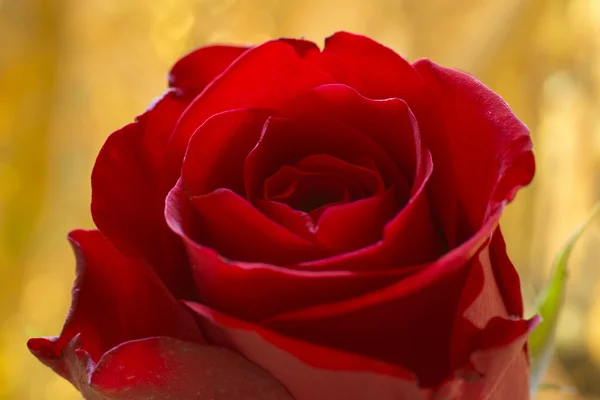 Vörös rózsa közelről — Stock Fotó
