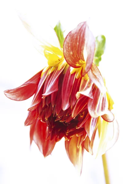 Dahlia variabilis bloem — Stockfoto