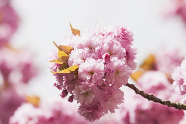 Růžový Třešňové květy — Stock fotografie