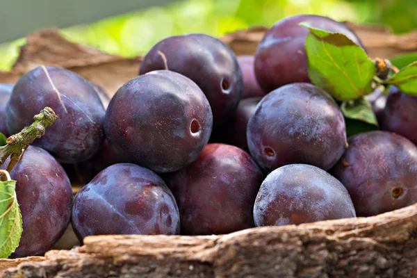 Fresh plums in basket — Stock Photo, Image