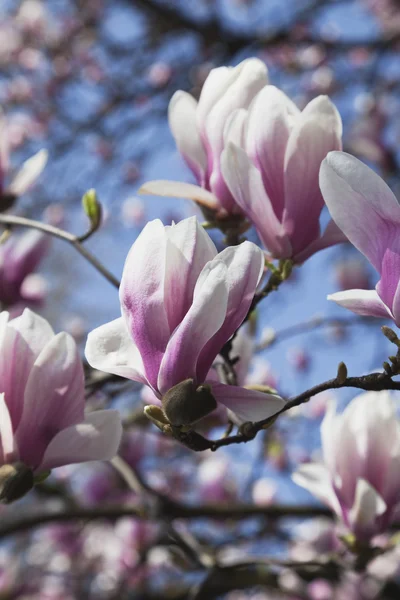 Rosa magnolia blommor — Stockfoto