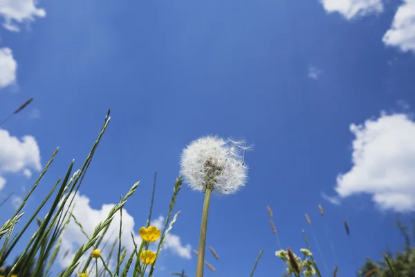 Germany, grasses and blowball — Stock Photo, Image