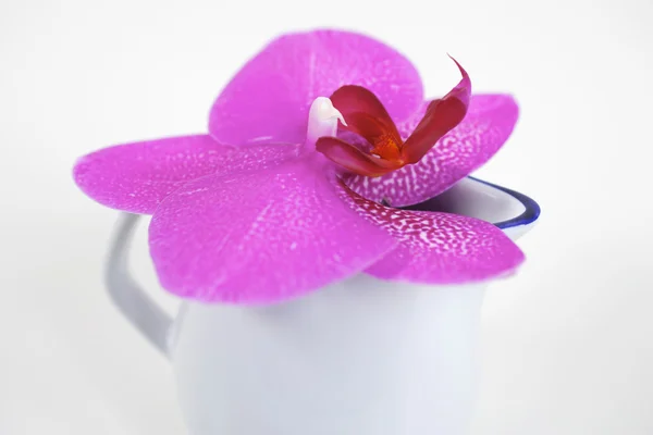 Fiori di orchidea Phalaenopsis — Foto Stock