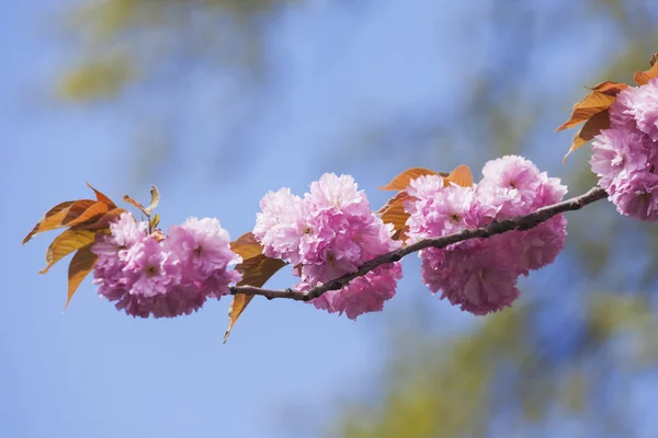 Flores de cereja rosa — Fotografia de Stock