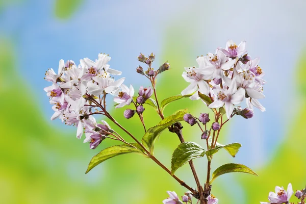 Deutzia flores rosa concurso — Fotografia de Stock