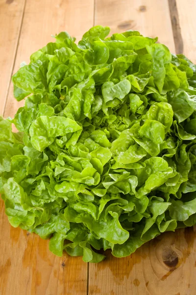 Fresh uncooked butterhead lettuce — Stock Photo, Image