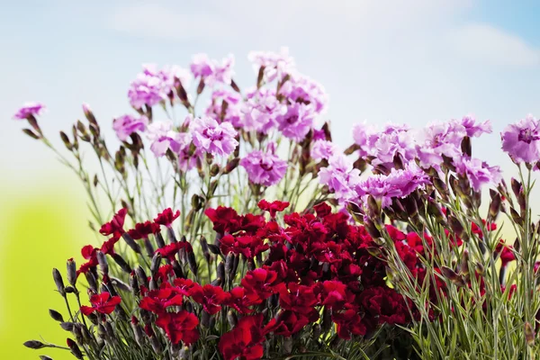 Червоно-рожеві гвоздики в саду — стокове фото