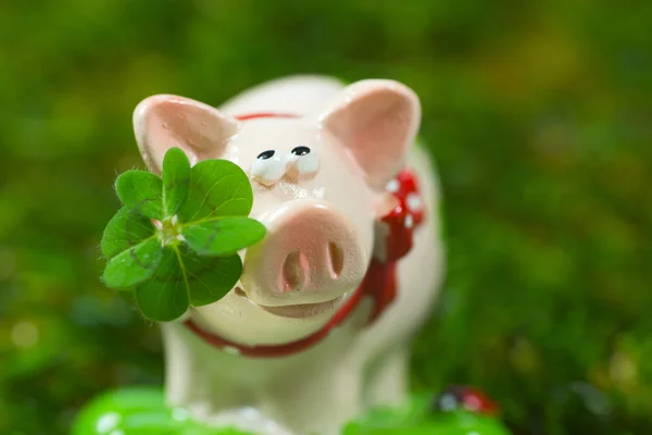 Glücksbringer Schwein, — Stockfoto