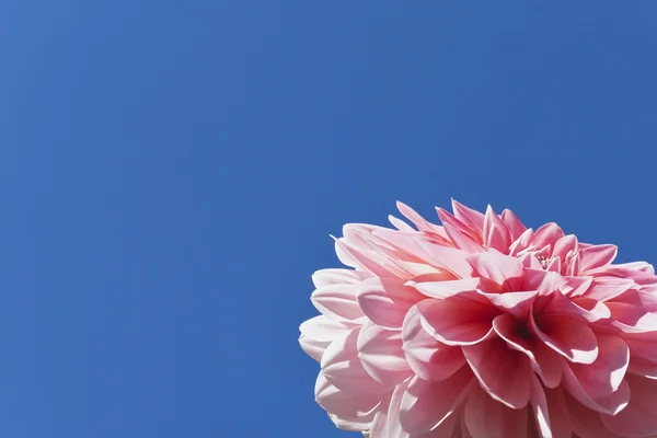 Pink dahlia, copy space Royalty Free Stock Photos