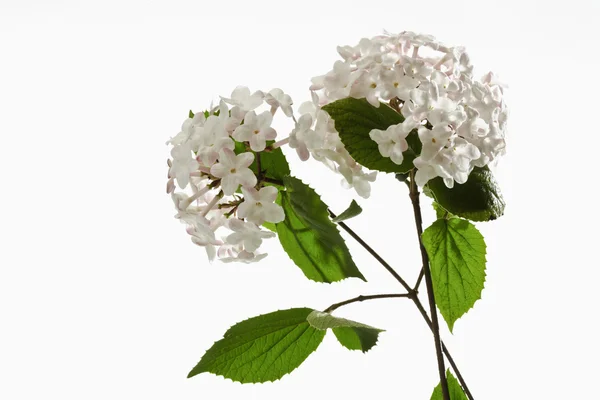 Twigs with blossoms on white — Stock Image Twigs with blossoms on white Royalty Free Stock Images