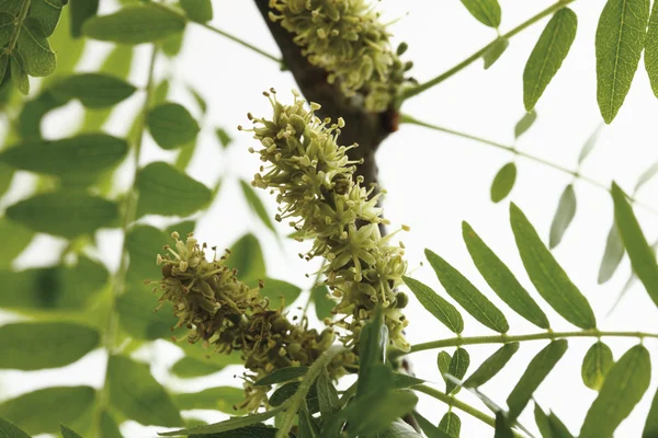 Blossoms of honey locust Royalty Free Stock Images