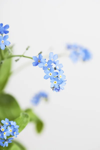 Forget-me-not, blue blossoms — Stock Image Forget-me-not, blue blossoms Stock Picture