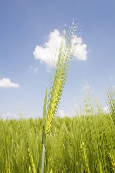 Germany, rye field, spikes Royalty Free Stock Images