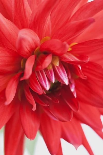 Dalia roja, Cactusdahlia Fotos de stock libres de derechos