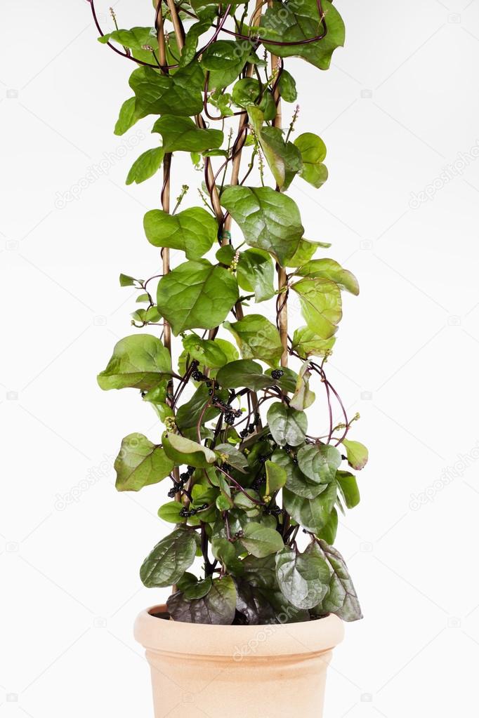 Vine spinach in flower pot